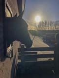 fotodocument paardenportret